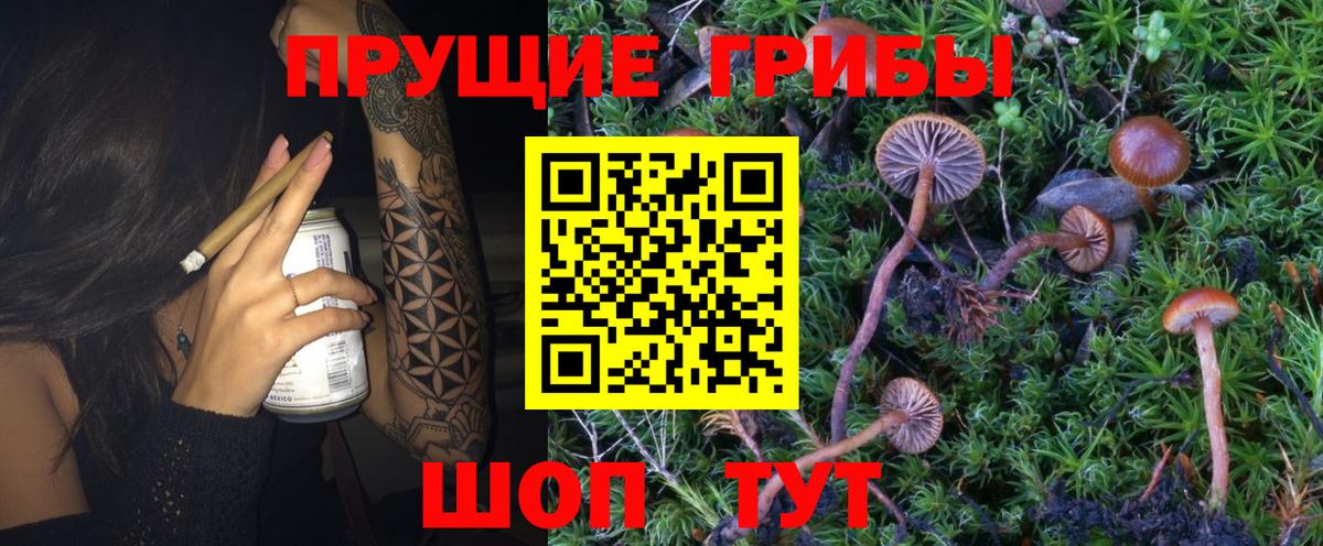 Псилоцибиновые грибы Psilocybe Снежинск